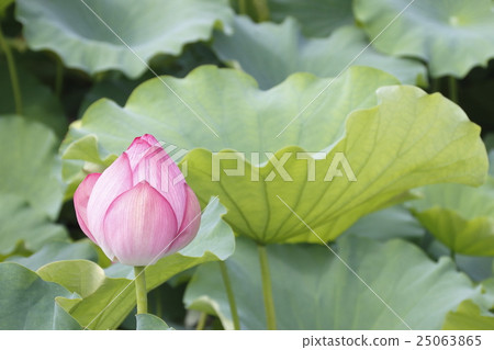 Shinobazu Pond Flower Shinobazu Pond Flower 25063865