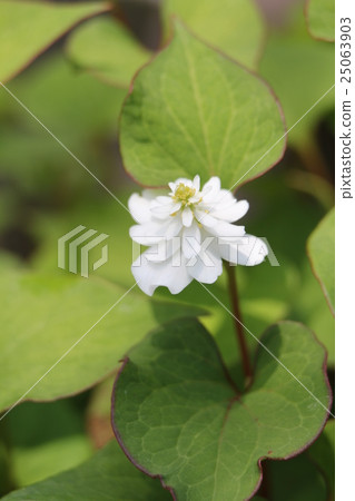 Yaeboshi Dokudami 25063903