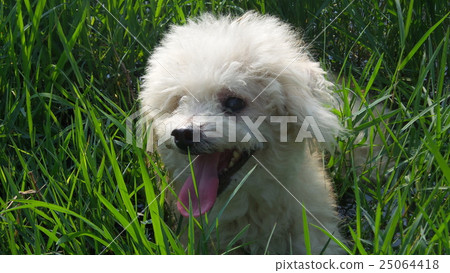 Dogs in a field Dogs in a field 25064418