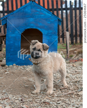 dog in dog house 25064667