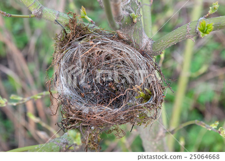 empty birds nest 25064668