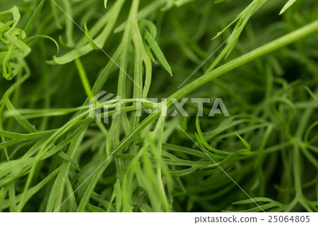 Fresh organic dill Fresh organic dill 25064805