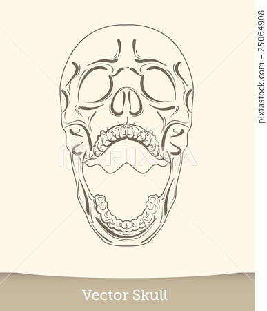skull illustration isolated on white background skull illustration isolated on white background 25064908