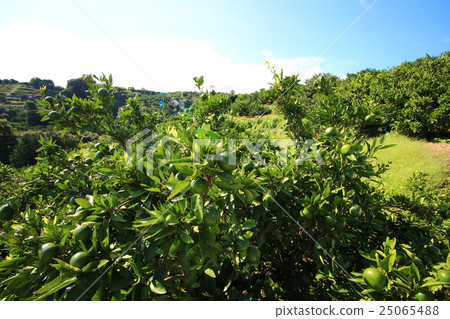 Mikan field in Nishiura Mikan field in Nishiura 25065488