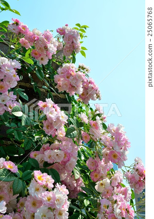 Rose Blush Rumbler Rose Blush Rumbler 25065768