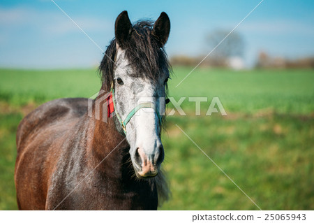 Close Up Of Horse On Summer Meadow Background 25065943