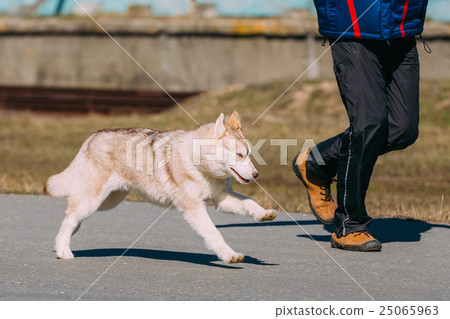 Young Funny Gray Husky Puppy Dog Young Funny Gray Husky Puppy Dog 25065963