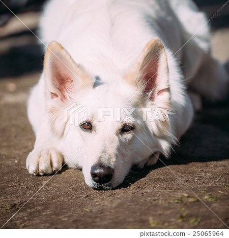 White Swiss Shepherd Dog Berger Blanc Suisse. The White Swiss Shepherd Dog Berger Blanc Suisse. The 25065964