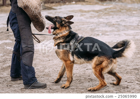 German Shepherd Dog training. Biting dog. 25065990