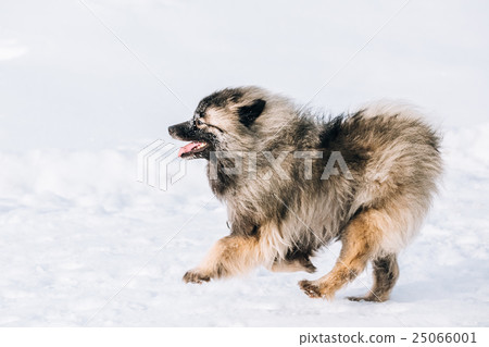 Young Keeshond, Keeshonden Dog Play In Snow Young Keeshond, Keeshonden Dog Play In Snow 25066001