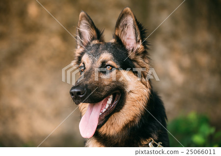 Portrait Of Medium Size Long-Haired Mongrel Black 25066011