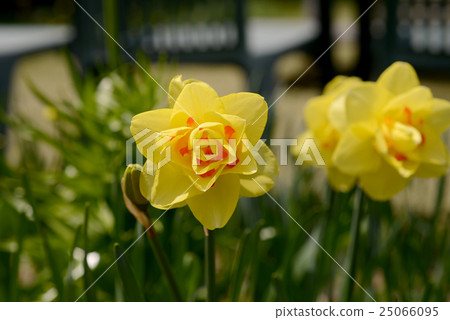 Western daffodil 25066095