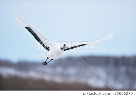 Flying fly crane 25066270