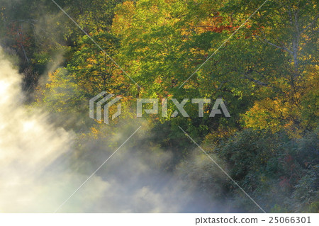 Hakkoda Cypress Jell Pond 25066301
