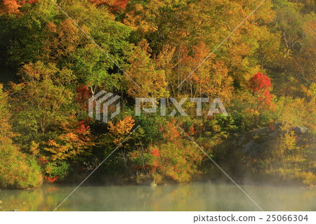 Hakkoda Cypress Jell Pond 25066304