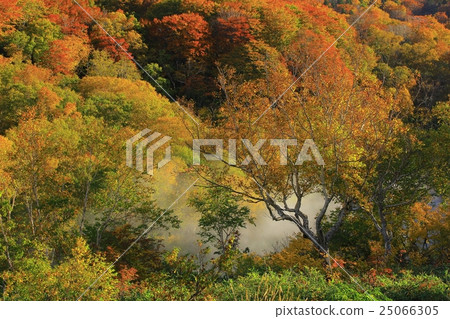 Hakkoda Cypress Jell Pond Hakkoda Cypress Jell Pond 25066305