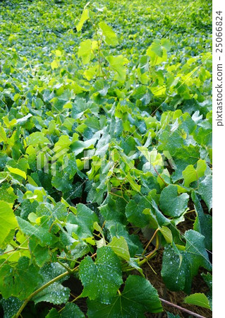 Yamanashi Prefecture Koshu City Katsunuma Town Hishizan landscape Yamanashi Prefecture Koshu City Katsunuma Town Hishizan landscape 25066824