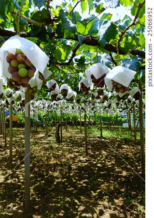 供應葡萄園（Hoshizan，Katsunuma-cho，Koshu city，山梨縣） 25066952