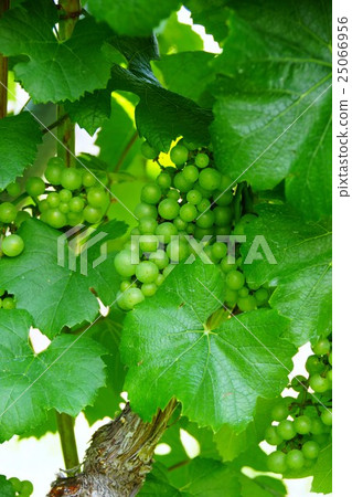 Wine vineyard (Ryoshan Katsunuma-cho, Koshu city, Yamanashi prefecture) Wine vineyard (Ryoshan Katsunuma-cho, Koshu city, Yamanashi prefecture) 25066956