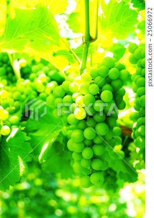 Wine vineyard (Ryoshan Katsunuma-cho, Koshu city, Yamanashi prefecture) 25066972