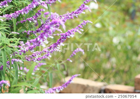 Salvia leucansa flowers Salvia leucansa flowers 25067054