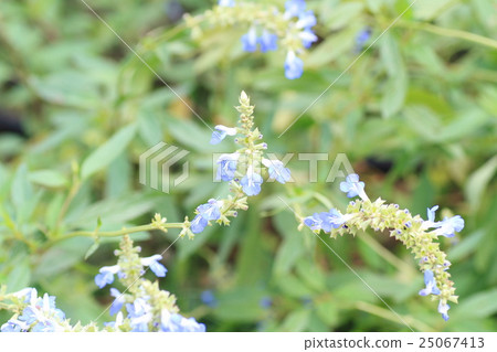 Flower of Salvia Uriginosa 25067413