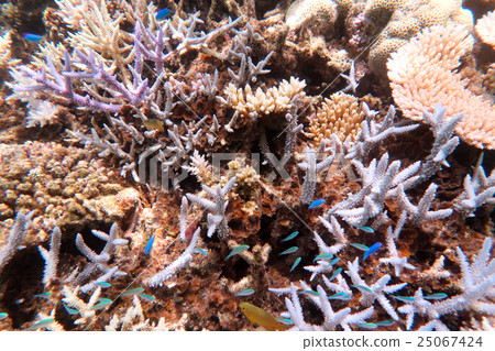 Coral reef near the phantom beach Hamajima Coral reef near the phantom beach Hamajima 25067424