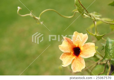 Tsubune rugia Tsubune rugia 25067570