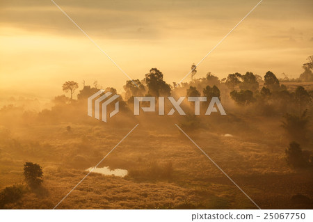 misty morning sunrise in forest at Khao TakhianNgo misty morning sunrise in forest at Khao TakhianNgo 25067750