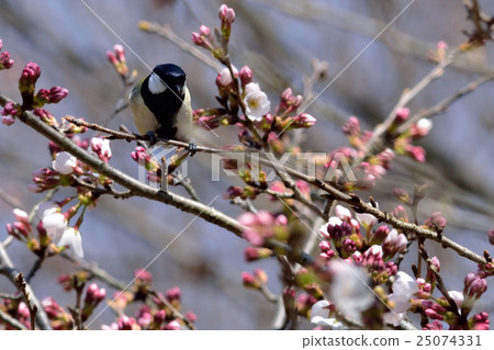 Cherry blossoms and tit 25074331