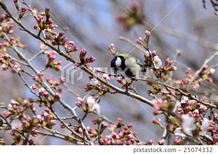 櫻花和山雀 櫻花和山雀 25074332