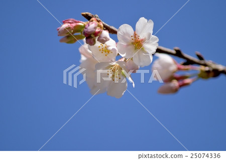 櫻桃樹 櫻桃樹 25074336