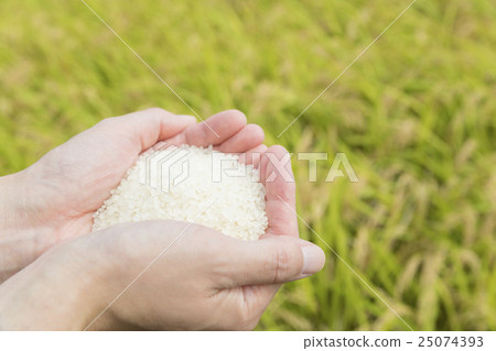 Rice harvest image 25074393