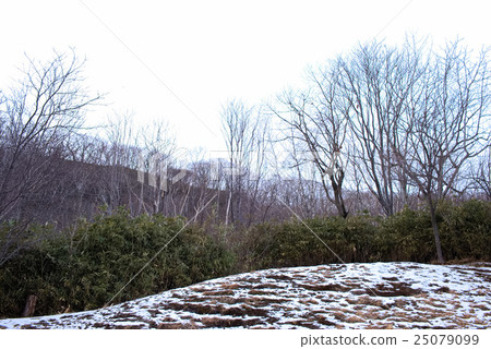 Winter forest 25079099