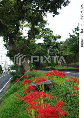 在東海道的松樹叢中的群集孤挺花 25079129