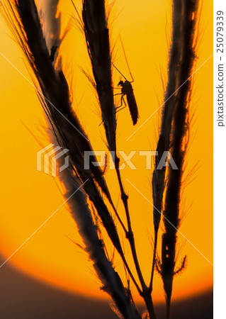 mosquito on grass flower with sunset mosquito on grass flower with sunset 25079339