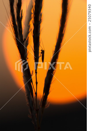 mosquito on grass flower mosquito on grass flower 25079340