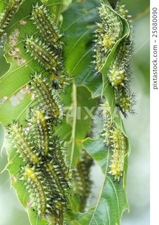 Living things insects hymenocarilaga, larvae are crowded to the leaves of the oak. It is surprisingly inconspicuous when you see it apart 25080090