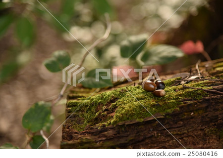 橡子和橡子 25080416