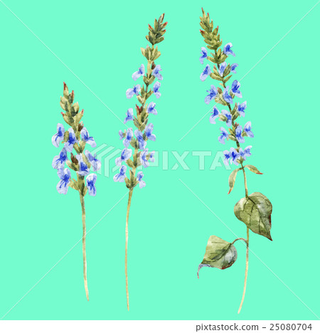 Watercolor hand drawn chia flowers Watercolor hand drawn chia flowers 25080704