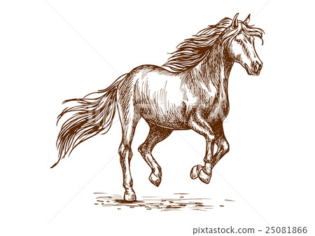 Running and prancing horse sketch portrait 25081866