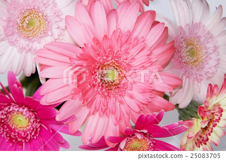 Bouquet of Gerbera 25083705