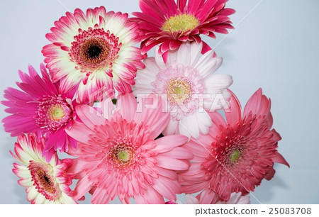 Bouquet of Gerbera 25083708