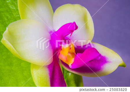 蝴蝶蘭蘭花物種Violacea 蝴蝶蘭蘭花物種Violacea 25083820