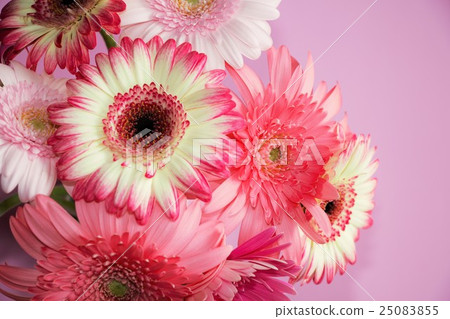 非洲菊·粉色世界 25083855
