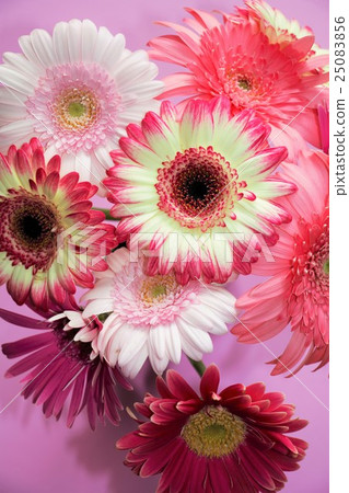 Gerbera · Pink color world 25083856