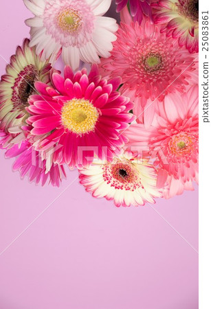 Gerbera · Pink color world 25083861