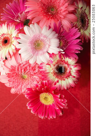 Gerbera · Red world Gerbera · Red world 25083863
