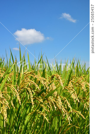 日本秋天風景藍天和金黃耳朵米 日本秋天風景藍天和金黃耳朵米 25085457