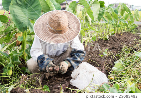 Farmer's farm work image to pack sweet potatoes 25085482